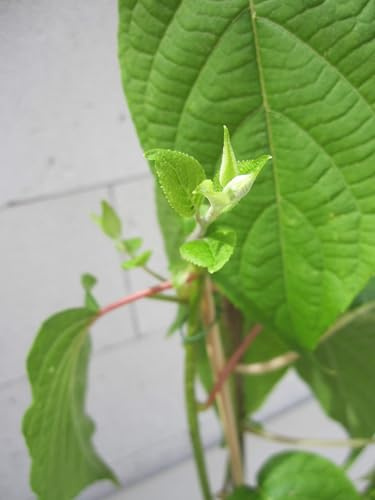 Duft-Kiwi Matatabi - Actinidia polygama (männlich)