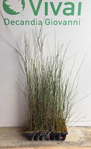 3 x PIANTA di GINESTRA ODOROSA 'SPARTIUM JUNCEUM'