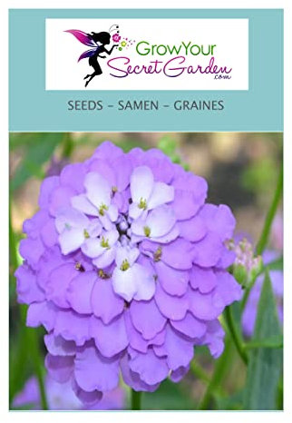 Iberis gibraltarica, Tabouret - Thlaspi. 50 Graines - couvre-sol, rocaille, vivace