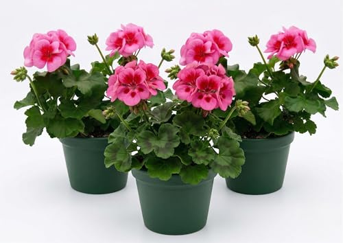 Geranio Zonale Rosso e Rosa Fucsia in Vaso | Set 3 Piante Fiorite | Ideale per Balconi, Terrazzi e Giardini | Fioritura Primaverile ed Estiva | Pianta Ornamentale Resistente e Facile da Coltivare