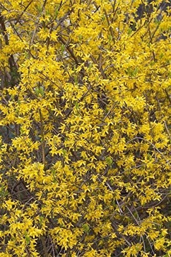 Forsythie Forsythia intermedia Lynwood 40-60 cm winterhart | Gelbe Bluetenpracht im Fruehjahr, schnittvertraeglich, sonniger bis halbschattiger Standort, ideal fuer Hecken