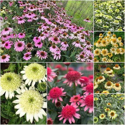 sonnenhut - winterhart wildblumensamen - Seltene serie - winterharte für balkon blumendeko Echinacea gartenpflanzen kräutersamen 160samen