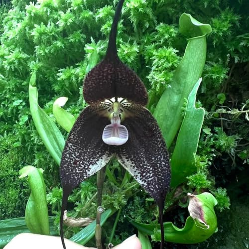 orchidea scimmia, primaverili, resistenti in vaso orchidee Decorazioni giardino per esterni ufficio sempreverdi decorazione 200semi