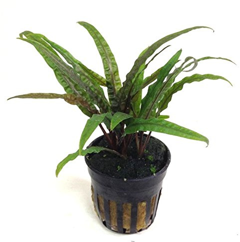 Cryptocoryne balansae - 1 Bunch - Live aquarium plant