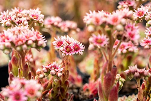 Sempervivum x cult. 'Silver Thaw' 9x9 cm Topf – Winterhart, Immergrün, Pflegeleicht – Hauswurz – Bodendecker für Steingarten & Dachbegrünung