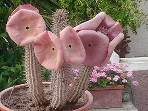 Hoodia Gordonii ~ Incredibile Stapelia Succulente ~ Molto Rare insolito Wonder Vegetali 5 Semi ~