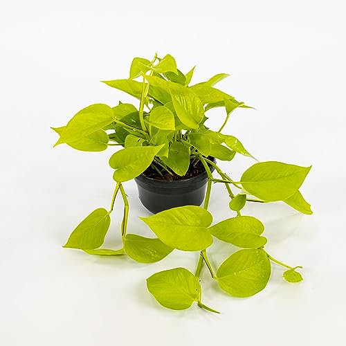 Pianta vera di Pothos Neon - Diametro Vaso Ø 15 cm