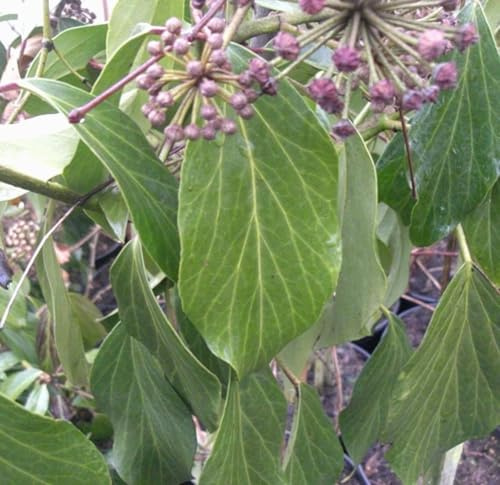 Kaukasischer Efeu - Strauch Hedera Colchica - Arborescens 20-30 cm immergrün