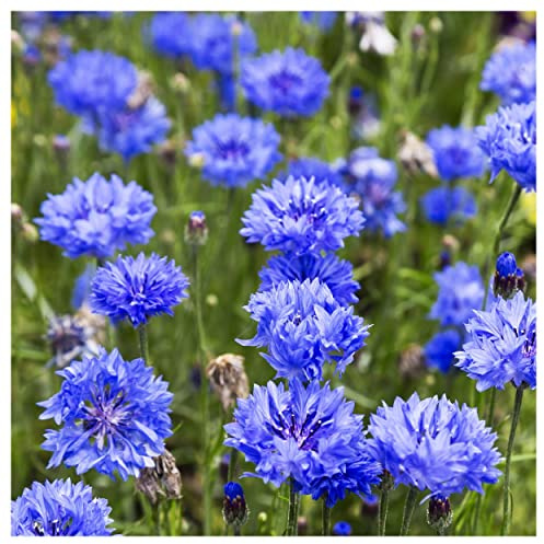 Everwilde Farms - 1/4 Lb Tall Blue Cornflower Wildflower Seeds - Gold Vault