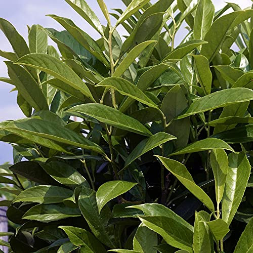 GARTEN SCHLÜTER® Kirschlorbeer Caucasica Fontanette - 60-80 cm | Hecken Pflanze immergrün & winterhart als Sichtschutz - Pilzfreie mehrjährige Lorbeerkirsche Prunus Laurocerasus