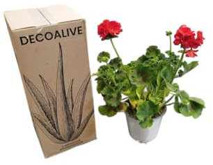 DECOALIVE Geranio Rojo – Planta Natural de Exterior – Fácil Cuidado y Floración Prolongada