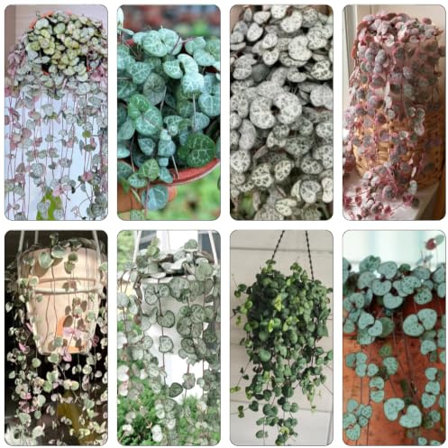 semillas de candelabro, Ceropegia woodii, jardín decoración 120pcs