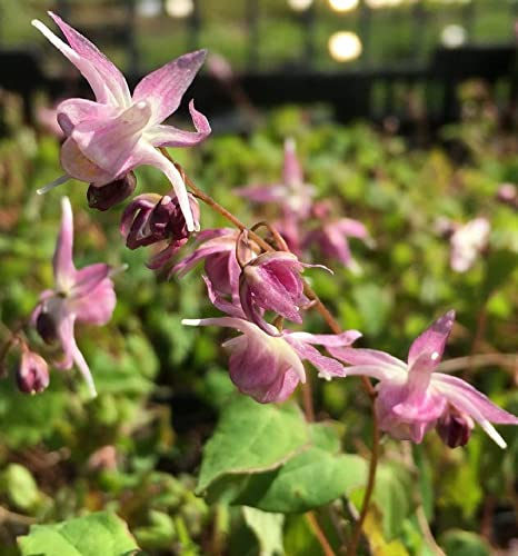 Elfenblume Akebono - Epimedium grandiflorum - lebende Gartenpflanze aus den Baumschulen