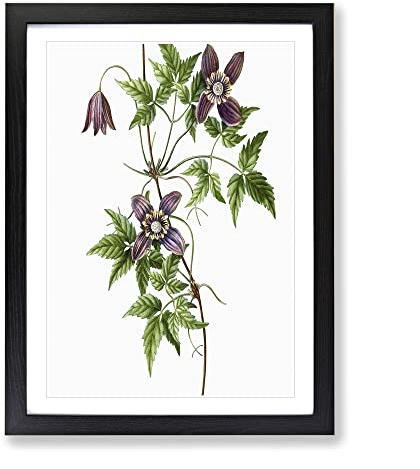 Alpine Clematis Flowers By Pierre Joseph Redoute Vintage Framed Print | A4 Black Framed Wall Art | Ready to Hang | Classic Floral Picture | Living Room Bedroom Lounge Office
