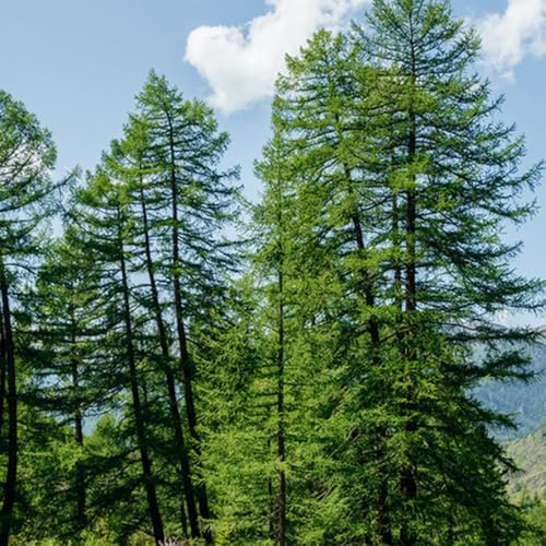 semi di larice, crescita larice mini giardino, vero balcone, ornamentale resistente baumsamen resistenti 40pcs