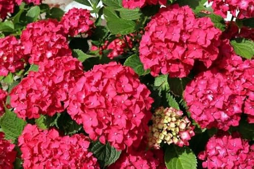 1st Rispenhortensie ‚Bloody Marie’® – Hydrangea paniculata – 30–40 cm – winterhart – große rote Blütenrispen – Garten & Kübelpflanze