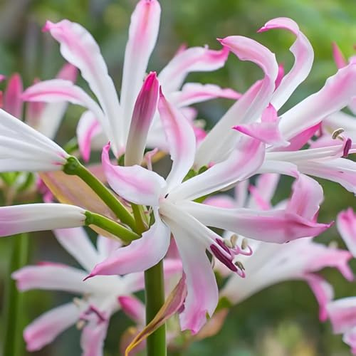 giglio ragno, gigli ragno, lycoris - resistenti giardino e balcone giglio, Lycoris radiata rari primaverili, lungo periodo di balcone, 7bulbi