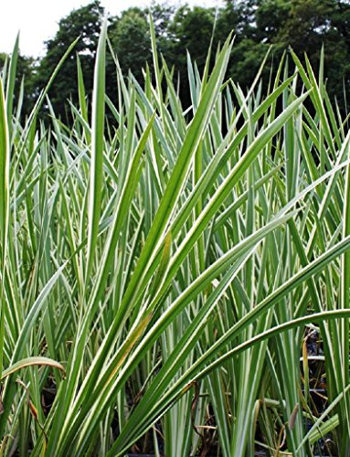 WASSERPFLANZEN WOLFF - 4er-Set im Gratis-Pflanzkorb - Acorus calamus 'Variegatus' - weiß-grün-gestreifter Kalmus - QUALITÄTSSTAUDE durchwurzelt im 9x9cm Topf - winterhart
