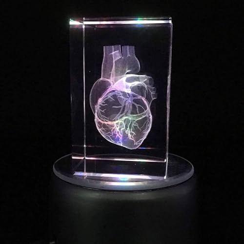 RAYACO Menschliches Herz Anatomisches Modell 3D Briefbeschwerer (Laser geätzt) in Kristallglas Würfel Wissenschaft Geschenk Inklusive LED Basis (3.1X2x2 Zoll)