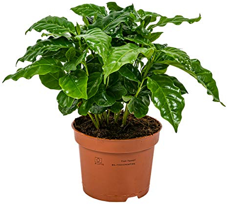 Bloomique - Coffea Arabica - Kaffeepflanze - Pflegeleicht - Luftreinigend - Höhe 20-30 cm - Topf 12 cm