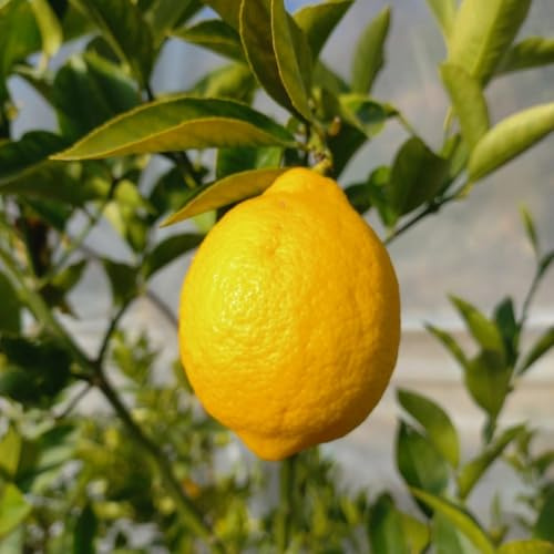 PIANTA DI LIMONE MEYER in fitocella - età 2-3 anni (foto reali)