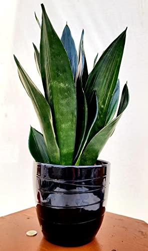 POWERS TO FLOWERS - SANSEVERIA LAURENTII BLACK DIAMOND XXL IN VASO CERAMICA NERO A RIGHE, VASO 20CM DIAMETRO, ALTEZZA 50CM, pianta vera