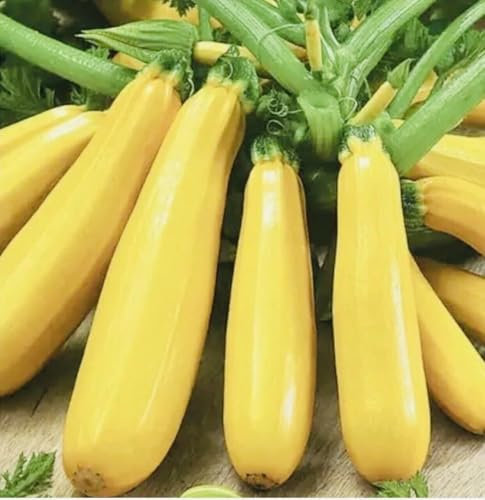 Buy4seeds 10 Seeds COURGETTE - Zucchini Yellow Easy for Grow Garden