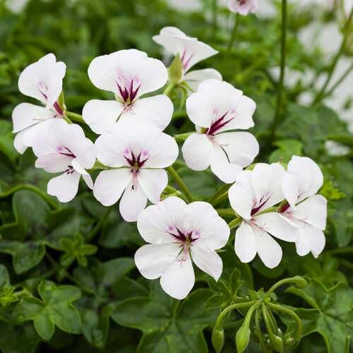 100 graines de fleurs de pélargonium blanc