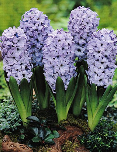 5 Hyazinthen Blue duftend Blumenzwiebeln