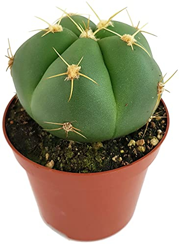 Fangblatt - Gymnocalycium horstii - exotischer Kaktus für Ihr Zuhause - Ø 9 cm Topf