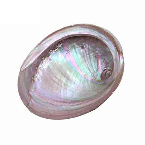 HHOZsafety Coquillages de mer, Paquets de Coquille d'ormeau de Sauge Blanche méditation Sainte physiothérapie Purification de l'espace et Support Yoga guérison D