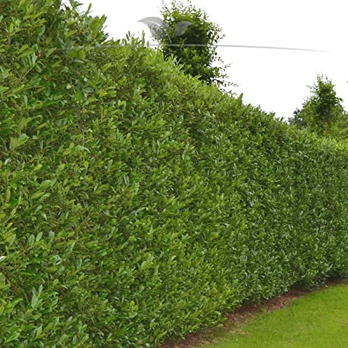 Gardline - Kirschlorbeer Caucasica 60-80cm IM TOPF. 3-200 Lorbeerkirschen. Immergrüne Hecke - 14 St. (ca. 4 Meter)