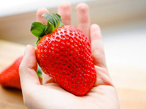 20 Maxim Erdbeerpflanzen (XXL Riesenerdbeeren) - Frigo Plus Pflanzen - Pflanzzeit: März/April - Ernte: Juni - Erdbeersetzlinge/Erdbeerstecklinge - Erdbeerprofi.de