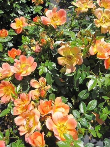 Rosa Bienenweide Apricot ® - Beetrose Bienenweide Apricot ® - Tantau Rose