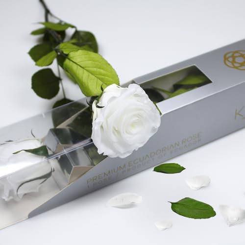 Rosa Preservada Blanco de Ecuador, Rosa Natural Preservada con Tallo 35cm Regalo para Mujer, Ideas para Sant Jordy, Día de la Madre y Cumpleaños, Ramos y Detalles Románticos (Pure White)