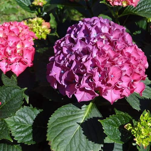 Gartenhortensie Deutschland 2L - Im Volksmund auch Regenbogenhortensie genannt