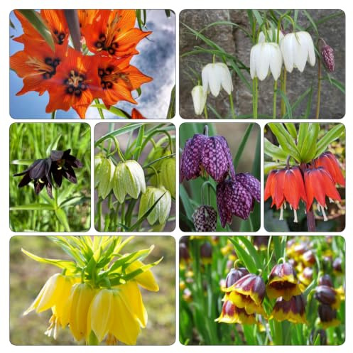 bulbi di fritillaria, balcone del soggiorno d'appartamento 12pcs