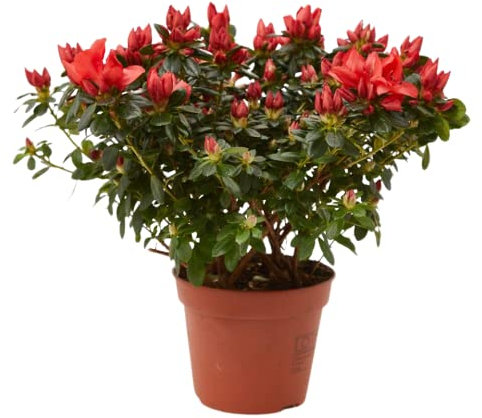 Azalea Planta Natural Belleza Natural para Todos tus Espacios