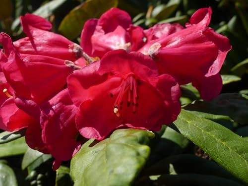 Rhododendron Hybride Kayan Mentarang - Großblumige Alpenrose 30-40cm