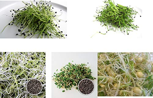 500 g BIO Keimsprossen Mischung -Bella Italia MIX- Keimsaat 5 x 100 g Samen für die Sprossenanzucht Zwebel, Porree, chin. Porre, Basilikum, Erbsen Sprossen Microgreen Mikrogrün