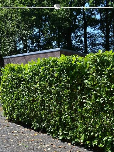 Kirschlorbeer Prunus Novita 140-160 cm im Topf. 60 St. Kirschlorbeer Hecke