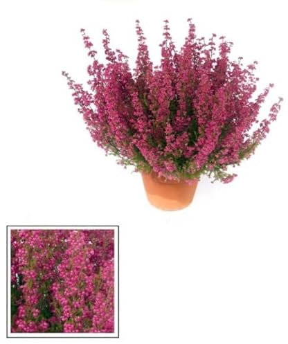 Brezo o Brecina Planta Natural con Múltiples Propiedades