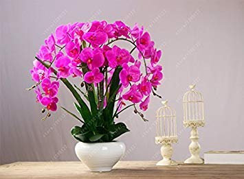 100 Seeds - Sedum- Acre : Seeds Only