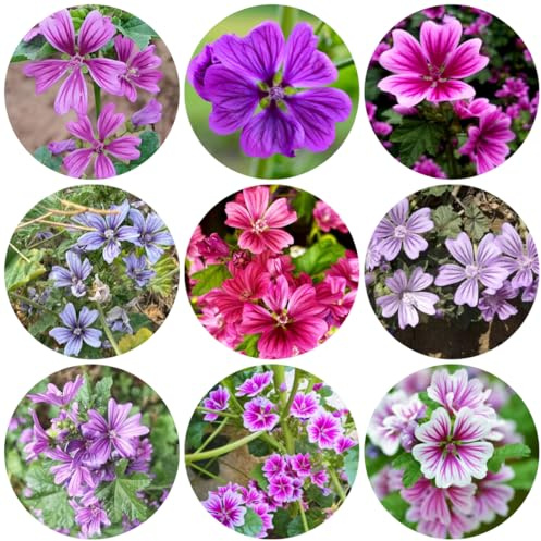 semi di malva - serre da balcone Malva sylvestris - esterno di perenni resistenti giardino roccioso resistenti vecchie varietà 300pcs