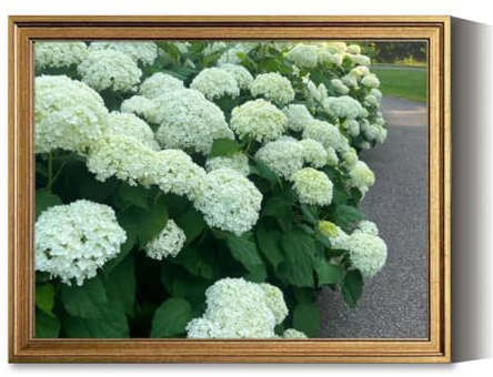 Vintage Framed Wall Art Hydrangea Smooth hydrangea Canvas Paintings Wall Decor Pictures Posters Prints for Living Room Bathroom Bedroom Kitchen Artwork