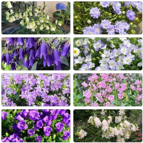 Semi di campanula, Aiuole rialzate per il giardino interno giardino roccioso interna tappezzante resistente decorazioni per esterni 450pcs