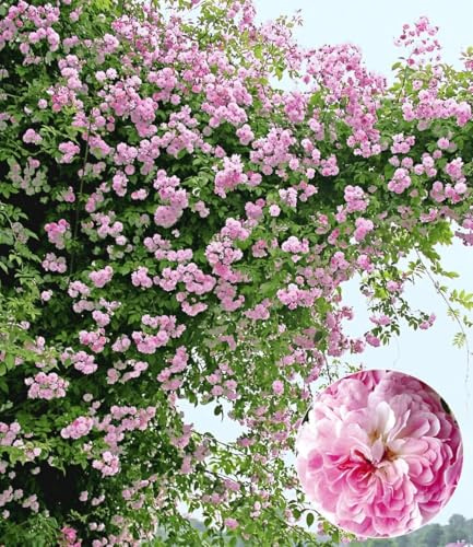 BALDUR Garten 2x Rambler-Rosen 'Paul's Himalayan Musk Rambler', Pflanzen wurzelballiert, Kletterrose, Schlingrose, winterharte & mehrjährige Kletterpflanze, blühend, Rosa Hybride