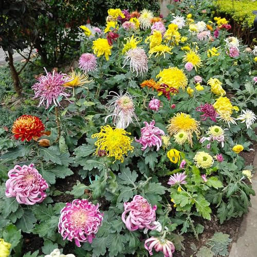 Crisantemi da giardino da giardino appartamento esotiche arredamento del soggiorno decorazioni per esterni roccioso in vaso tappezzanti 120semi