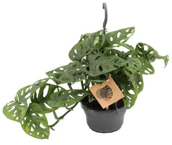 Fensterblatt Monstera Monkey Leaf – Zimmerpflanze – Ø14 cm – Höhe 30 cm – Luftreinigend – Pflegeleicht – Tropischer Indoor-Dschungel