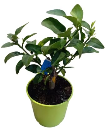 Árbol de la Lima en Maceta – Frutal Natural de 1m de Altura para Balcones y Jardines